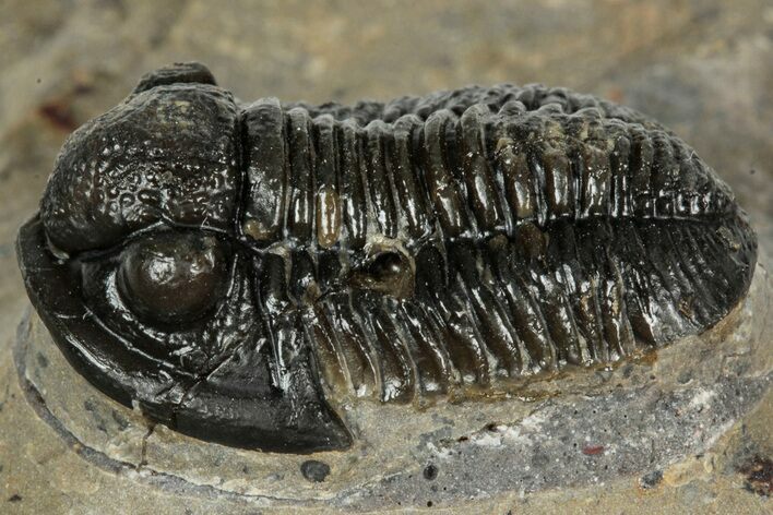 Detailed Gerastos Trilobite Fossil - Morocco #351270